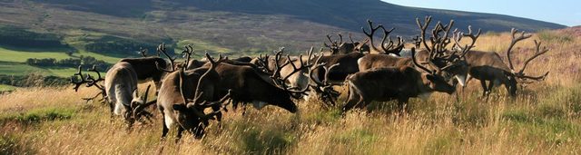 Cairngorm Reindeer Centre