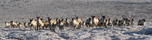 Cairngorm Reindeer Centre