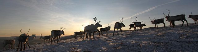 Cairngorm Reindeer Centre