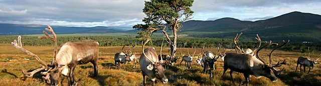 Cairngorm Reindeer Centre
