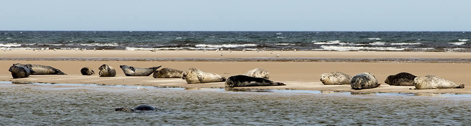 Dolphin and Seal Centre