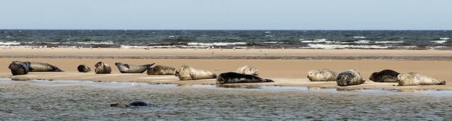 Dolphin and Seal Centre