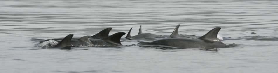 Scottish Dolphin Centre