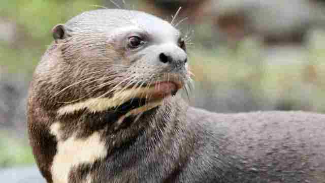 The Chestnut Centre. Otter,Owl and Wildlife Park