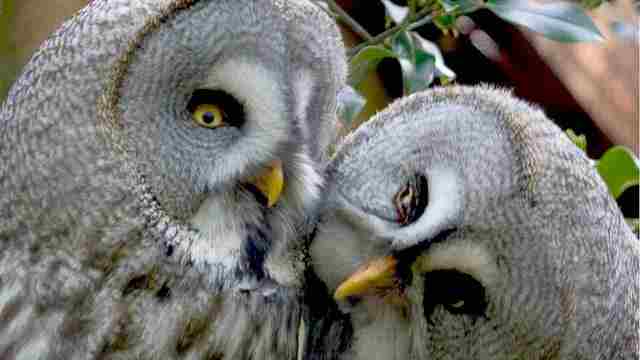 The Chestnut Centre. Otter,Owl and Wildlife Park