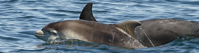 Scottish Dolphin Centre