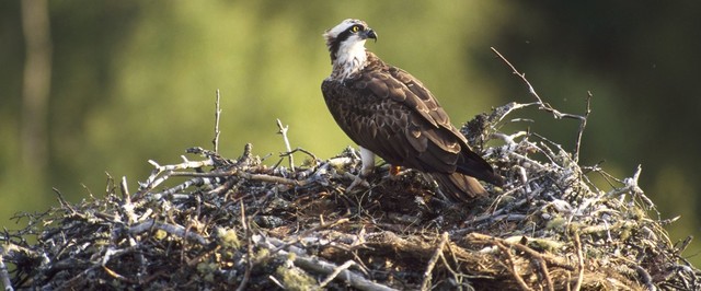 Loch Garten Osprey Centre