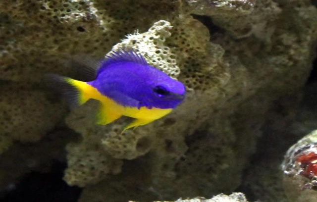 Matlock Bath Aquarium