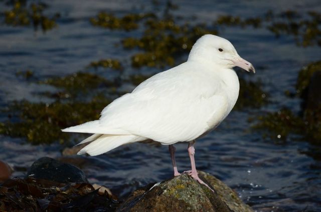 Machrihanish Seabird Observatory