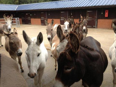 The Donkey Sanctuary 