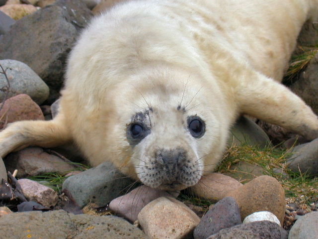 Machrihanish Seabird Observatory