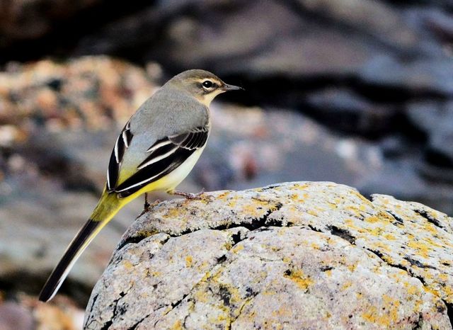 Machrihanish Seabird Observatory