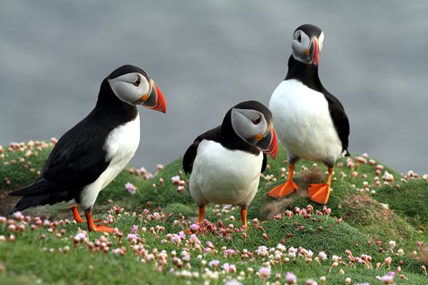 Fair Isle Bird Observatory