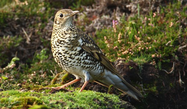 Fair Isle Bird Observatory