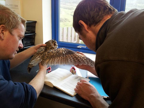 Fair Isle Bird Observatory