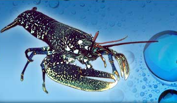 Orkney Marine-Life Aquarium