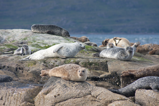 Calums Plockton Seal Trips