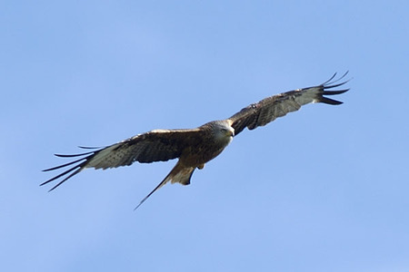 Argaty Red Kites