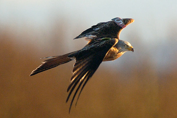 Argaty Red Kites