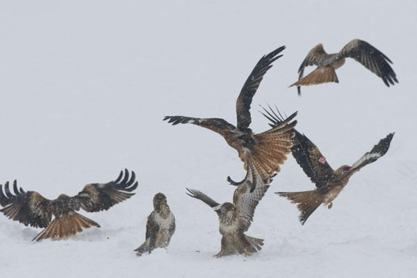 Argaty Red Kites