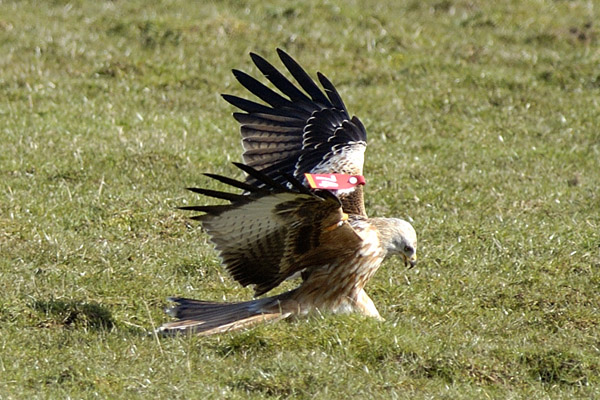 Argaty Red Kites