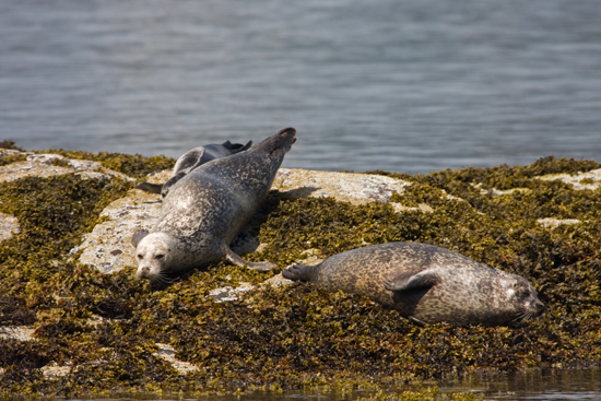 Calums Plockton Seal Trips