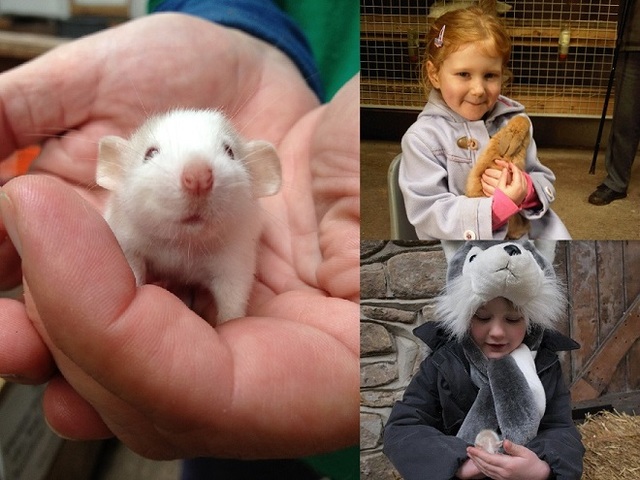 Lancaster Park and Animal Farm 