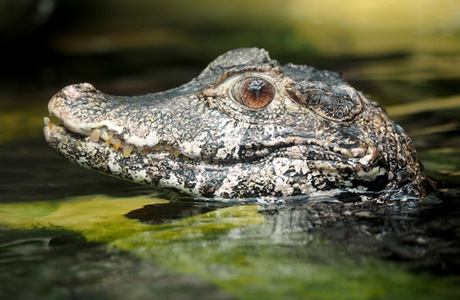 Crocodiles of the World