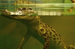 Crocodiles of the World
