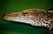 Crocodiles of the World