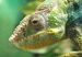 Cotswold Wildlife Park and Gardens