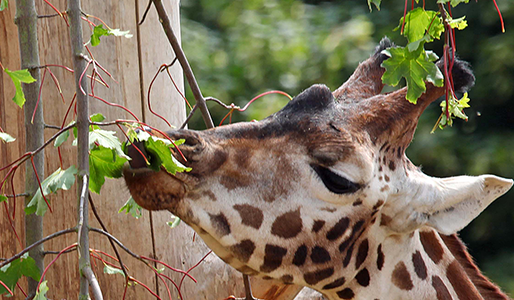 Cotswold Wildlife Park and Gardens