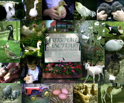 Waterfowl Sanctuary and Childrens Farm