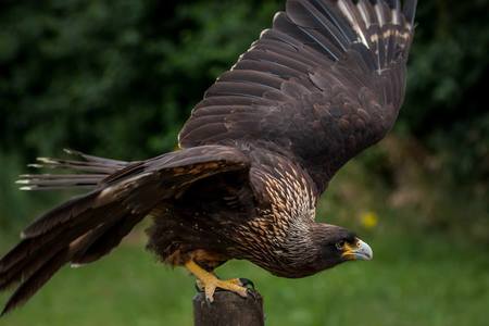 Millets Farm Falconry