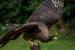 Millets Farm Falconry
