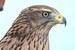 Millets Farm Falconry