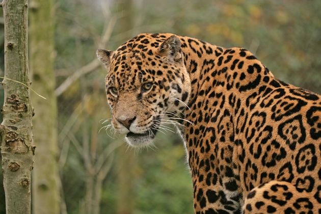 Amazona Zoo