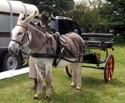 Island Farm Donkey Sanctuary