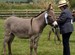 Island Farm Donkey Sanctuary