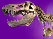 The Manchester Museum 