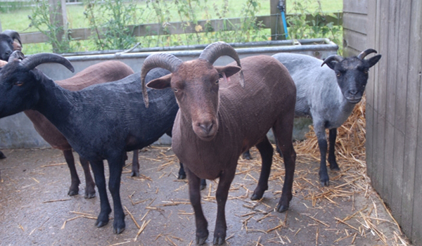 Church Farm