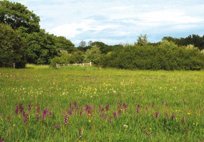 Bernwood Butterfly Trail