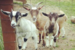 The Bucks Goat Centre