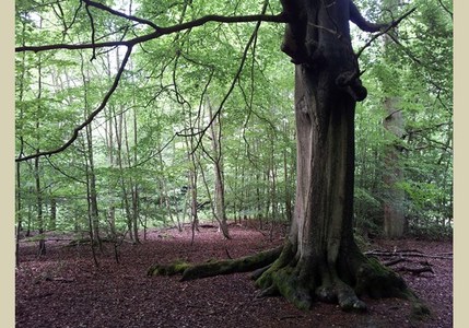 Penn Woods