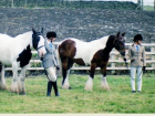 Matchmoor Horse Riding 