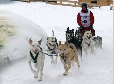 Cairngorm Sleddog Centre