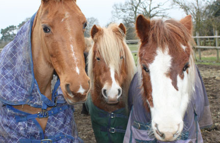 Brawlings Farm Riding Centre