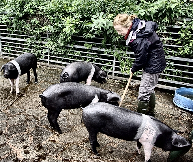 Rice Lane City Farm 
