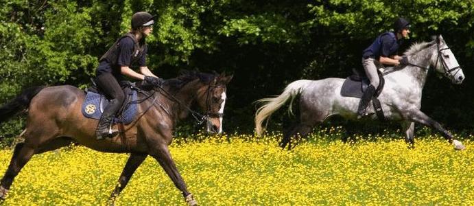 Checkendon Equestrian Centre
