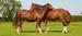 Checkendon Equestrian Centre